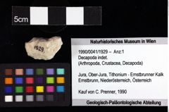 Foto (Objket + Etiketten) von Discutiolira moesica (Muţiu & Bădăluţă, 1971) 